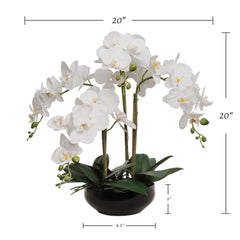 20" White Phalaenopsis Orchid Flowers in Round Black Pot - Larksilk