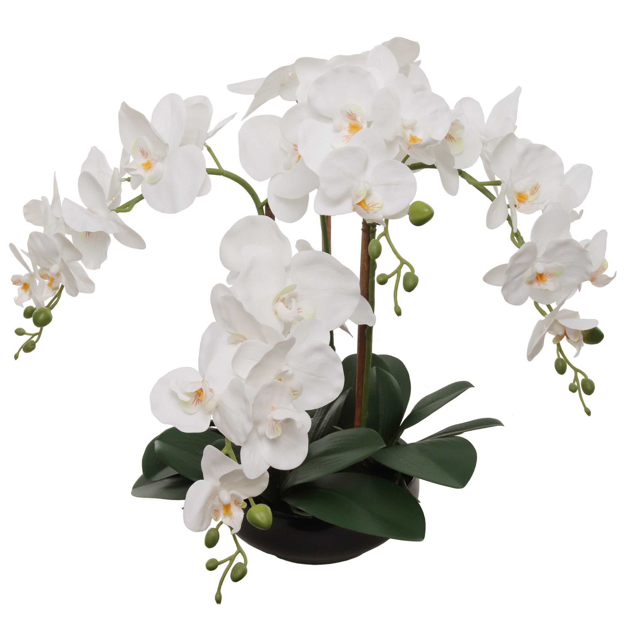 20" White Phalaenopsis Orchid Flowers in Round Black Pot - Larksilk