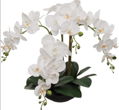 PHALAENOPSIS X4 8" ROUND White - 2026 Spring Collection