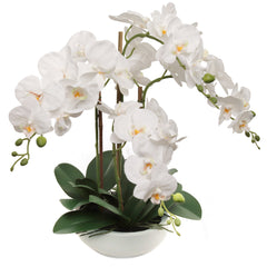 PHALAENOPSIS X4 8" ROUND White - 2026 Spring Collection