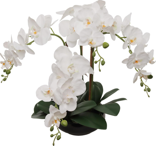PHALAENOPSIS X4 8" ROUND - White