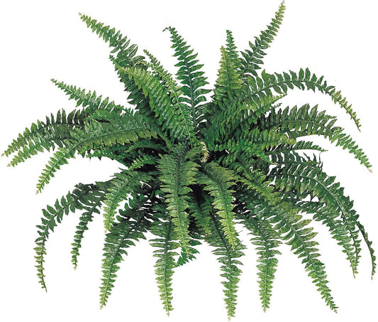 48" Artificial Boston Fern – 60 Leaf Lush Faux Fern Plant