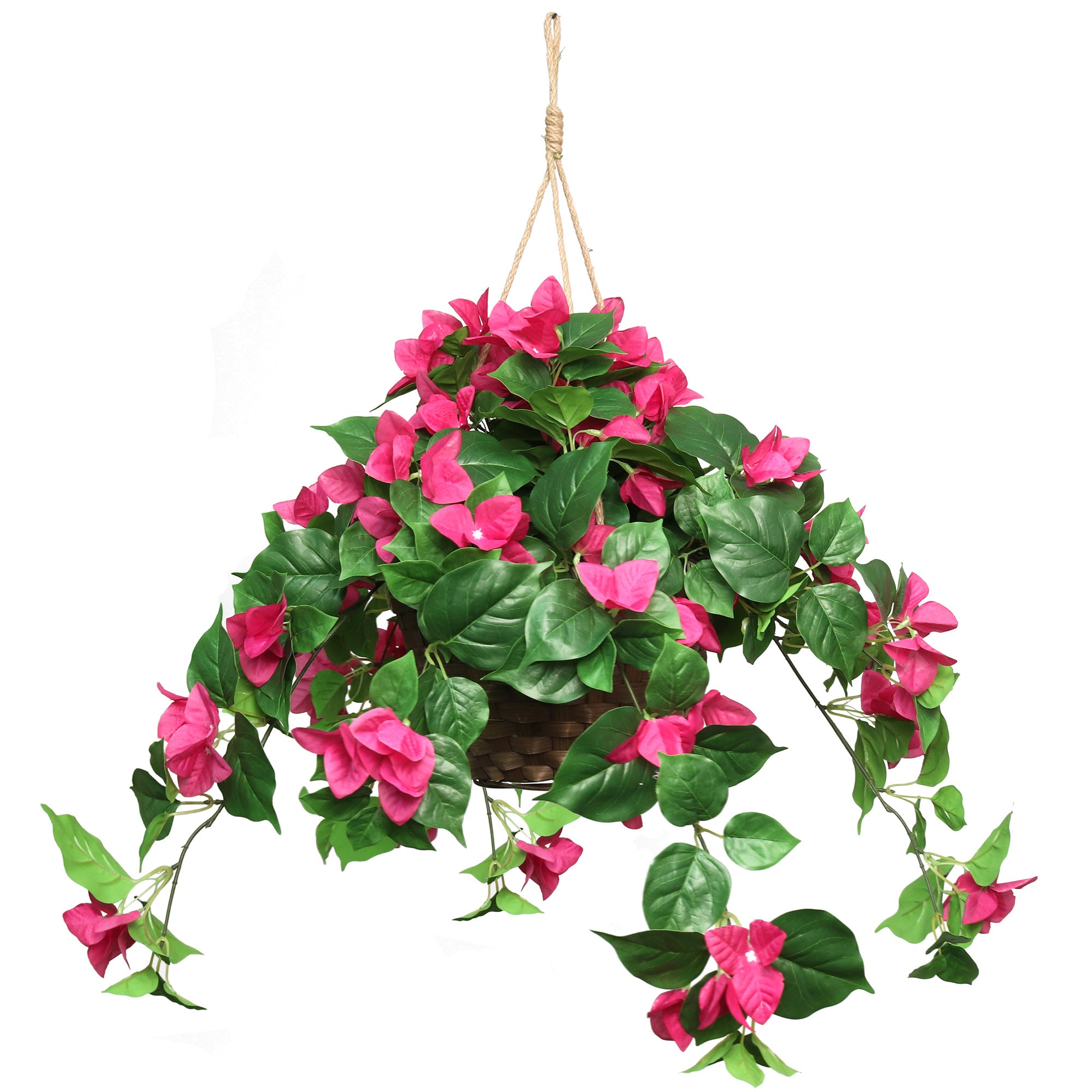 wholesale hanging basket plants 30" Bugainvilea Bush in a Hanging Basket