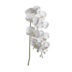 34" Snow Phalaenopsis Stem