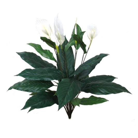 30" Spathiphyllum Plant with 5 Flowers & 2 Buds (27LVS)