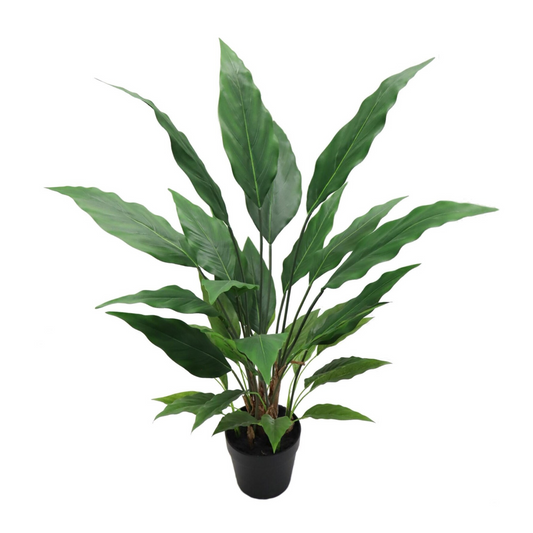 3ft Spathiphyllum Plant in Black Pot