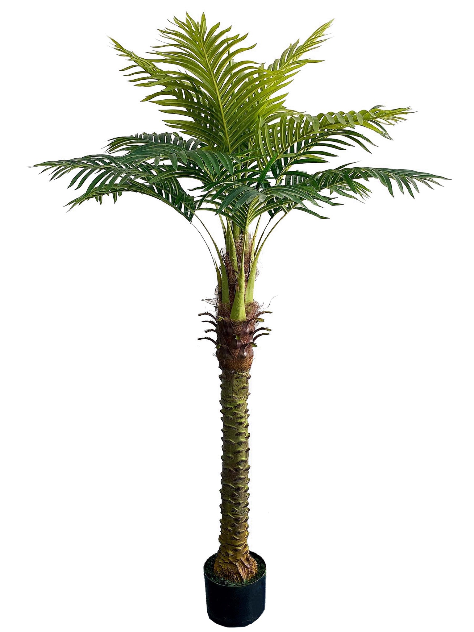 6ft palm plant 6ft Royal Palm Tree in Black Pot w/ Silk Leaves - 2026 Spring Collection