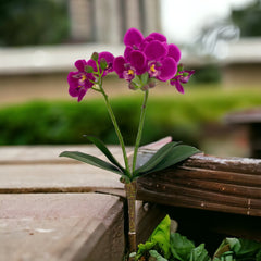 Phalaenopsis Spray - 16"