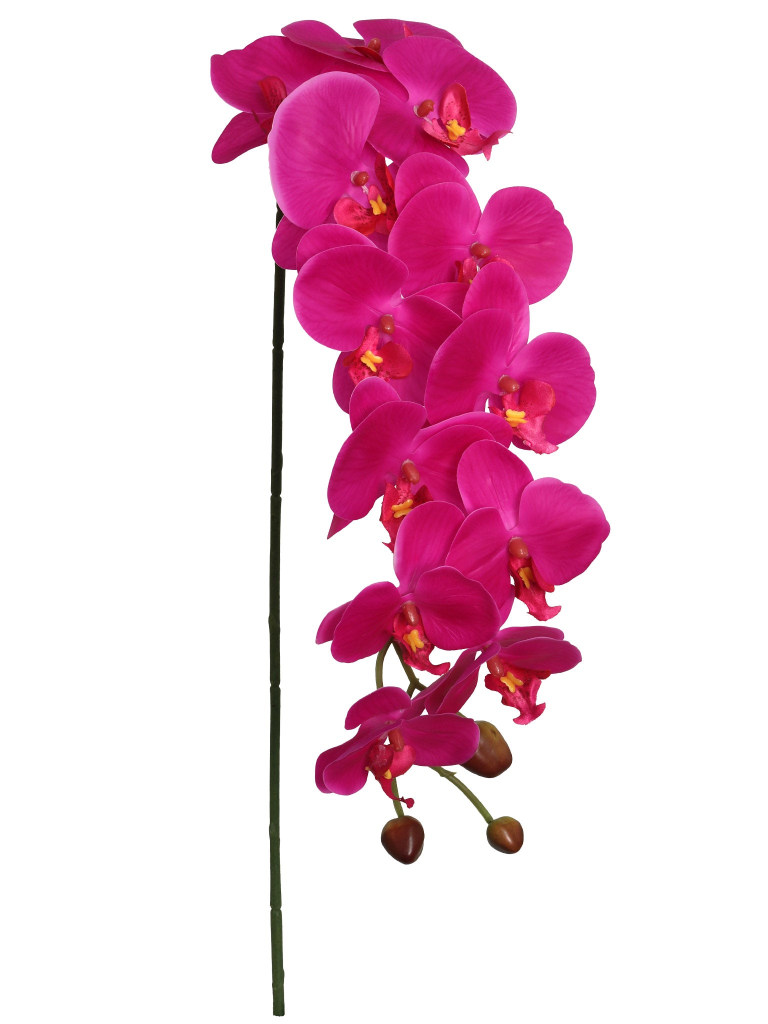 43” PHALAENOPSIS W/ 12 FLOWERS - Larksilk