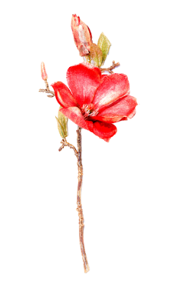 14" Burgundy Magnolia Pick – Realistic Artificial Magnolia Flower Stem for Home Decor, Weddings, Floral Arrangements & Seasonal Displays