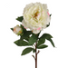 Cream Pink