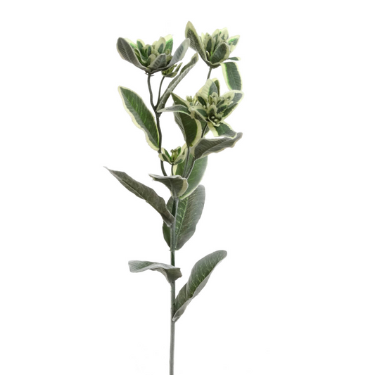 25" Euphorbia Marginata Spray