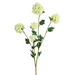 Cream Green
