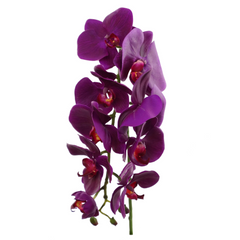 29" Phalaenopsis Orchid Stem