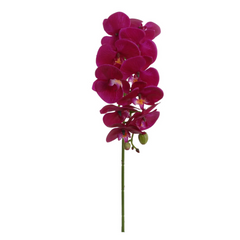 31" Phalaenopsis Orchid Stem