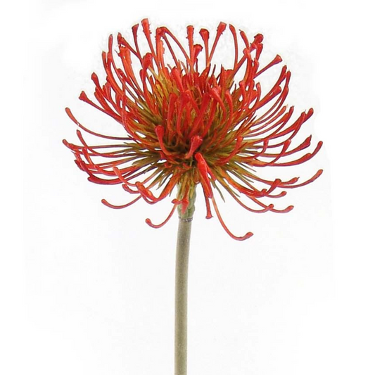 26" Protea Pincushion Stem