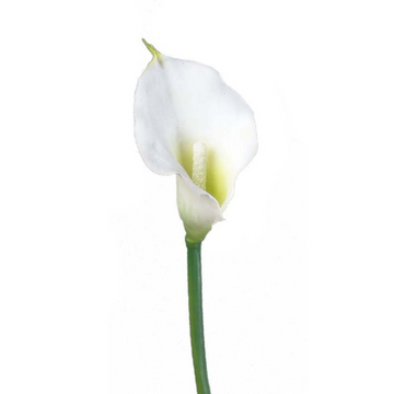 Calla lilies