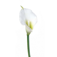 18" Real Touch Calla Lily Stem