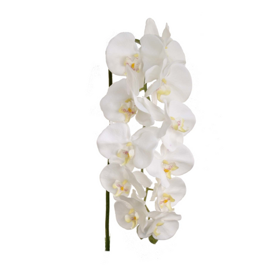 37" Phalaenopsis Orchid Stem