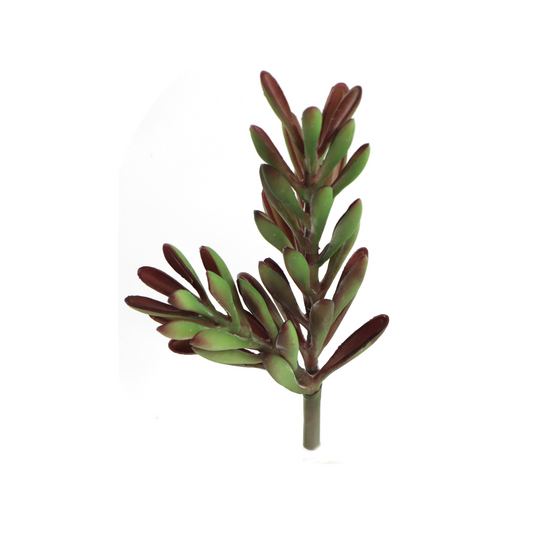 9.5" Echeveria Succulent Plant
