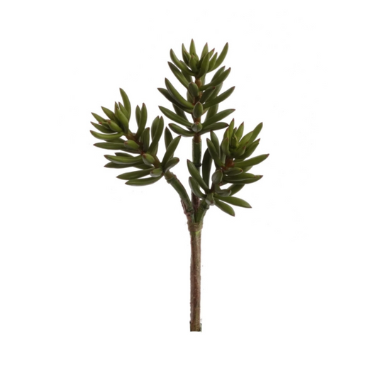 12" Sedum Succulent Plant