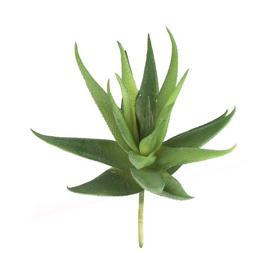 6.5" Aloe Succulent Plant