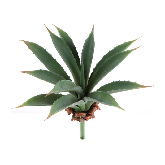 10.5" Aloe Succulent Plant