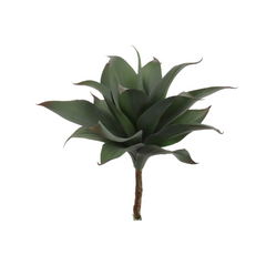 17" Aloe Succulent Plant