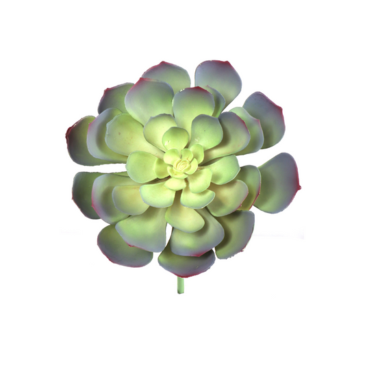 8" Aeonium Succulent Plant