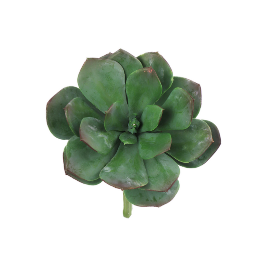 8" Aeonium Succulent Plant