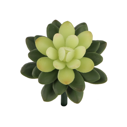 5" Sedum Succulent Plant