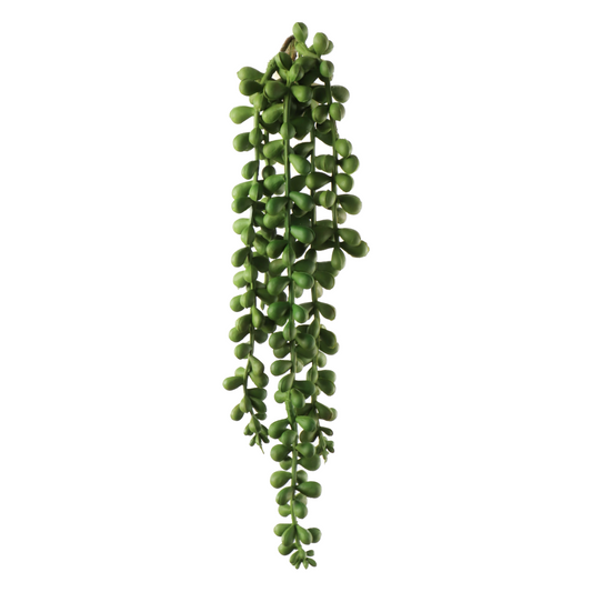 13" Senecio Succulent Plant