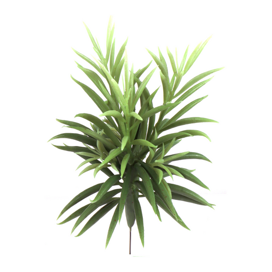 8" Senecio Succulent Plant
