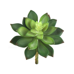 5.5" Sedum Succulent Plant