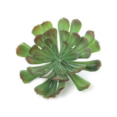 5" Crassulaceae Succulent Plant