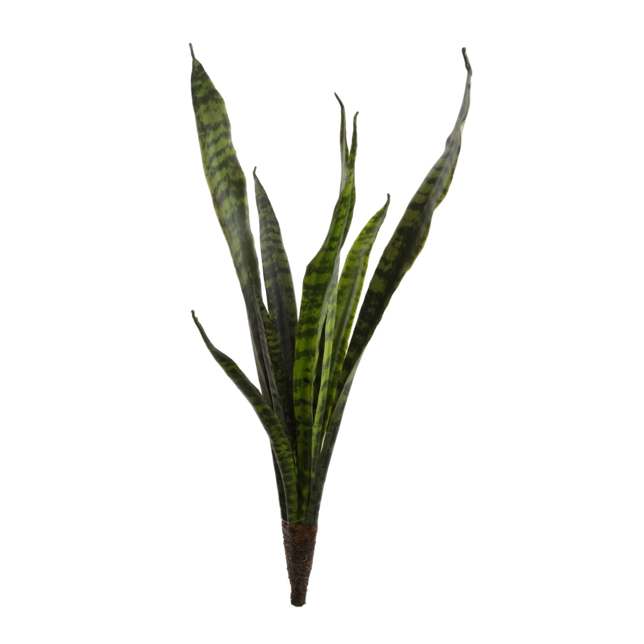 plant snake stem 27" Snake Plant Stem