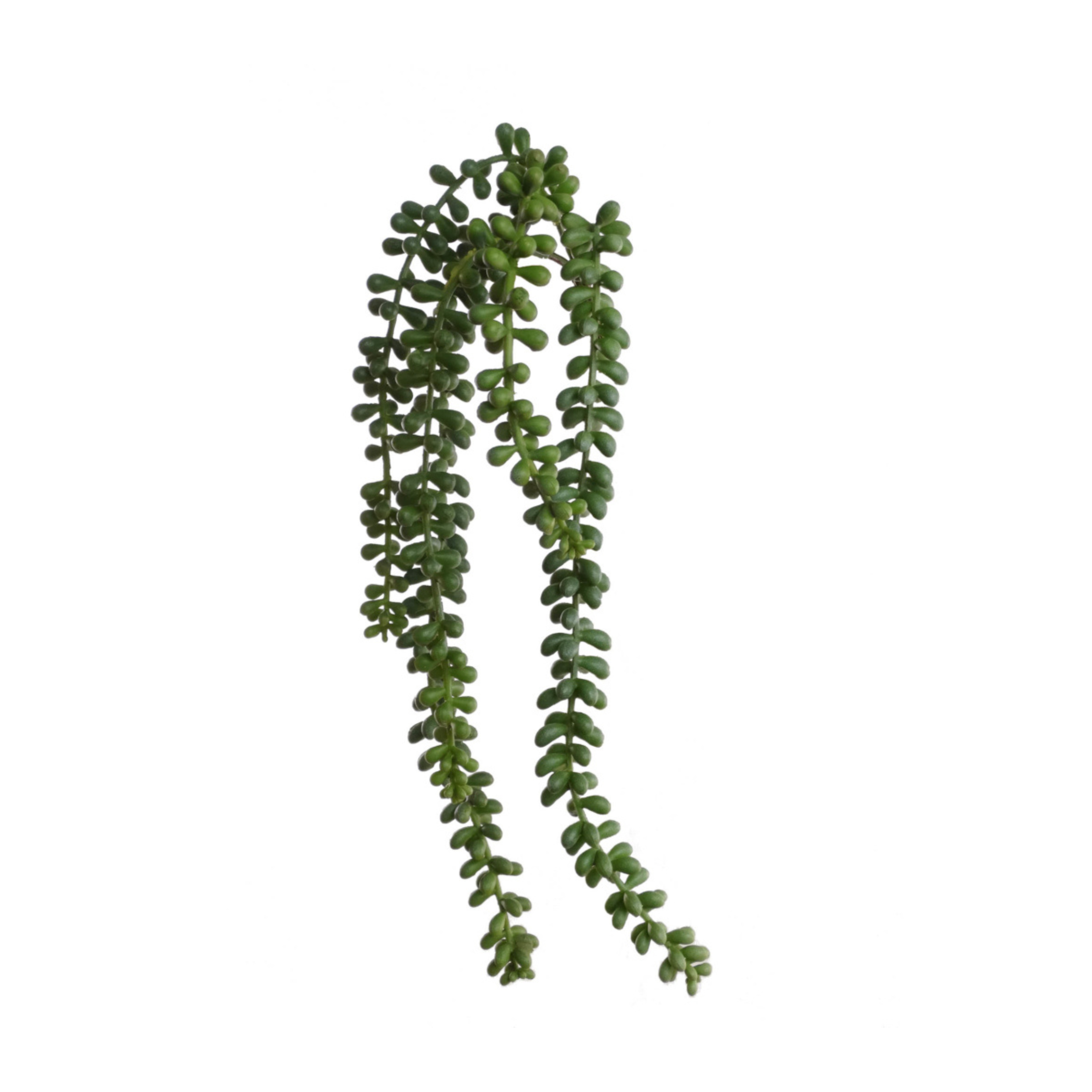 bead hanging plant 16.5" Hanging Bead Succulent Plant 12 / 144 / Green