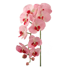 33.5" Phalaenopsis Orchid Stem